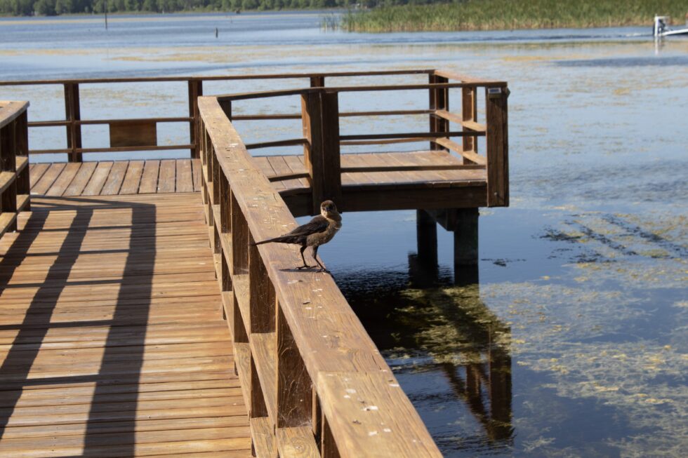 Lake Rousseau Rv Resort Gallery - Lake Rousseau RV Resort